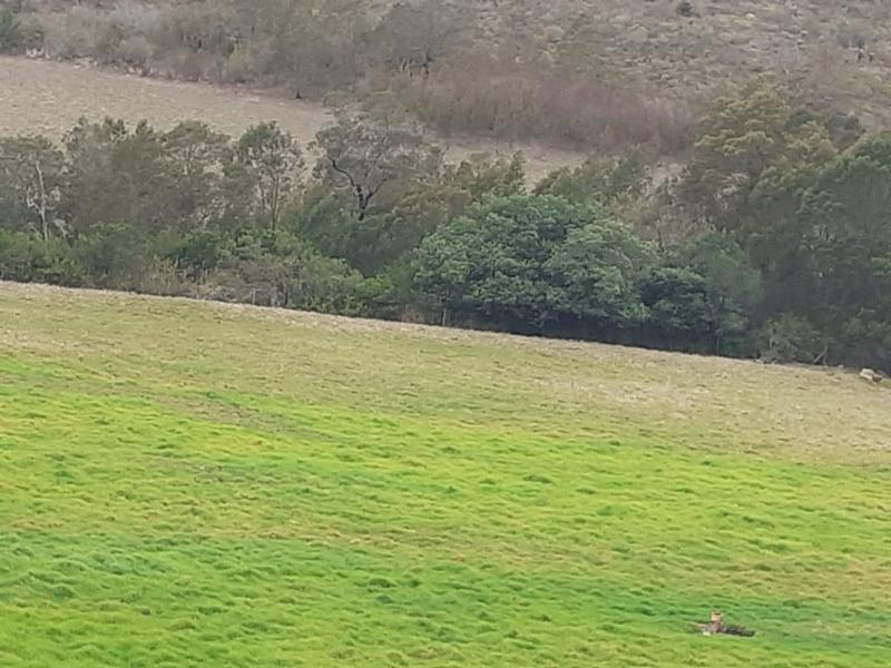 0 Bedroom Property for Sale in Albertinia Western Cape